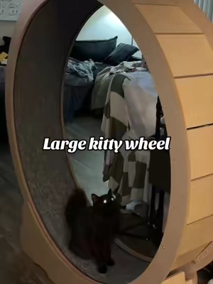 #catwheel #catexercisewheel #catowners #catsoftiktok #vevor 