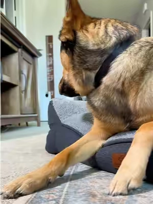 @Lesure Pet made a great bed! #bestdogbed #coolingdogbed #petparentmusthaves #petlover #tiktokshopcreatorpicks 
