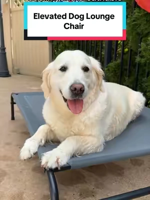 The perfect elevated cooling lounge chair for my summer pup 🤍 #elevatedpetbed #dogaccessories #dogbed #dogsoftiktok #dogmom 