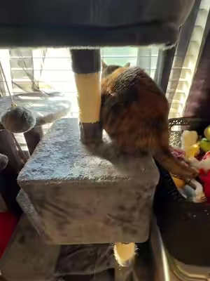 #cattree 
