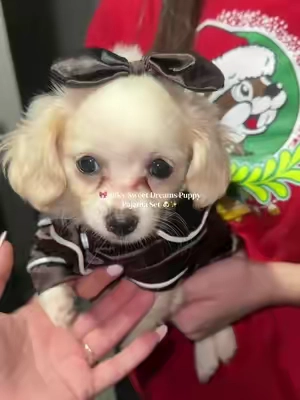 Keep your little fur baby cozy and adorable! This soft silky pajama set comes with a matching bow! #PuppyClothes #DogPajamas #PetFashion #CutePuppy #dogoutfit 