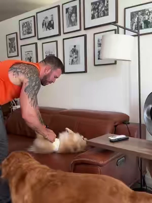 #dog #pet #dogs #mascotas #perros 