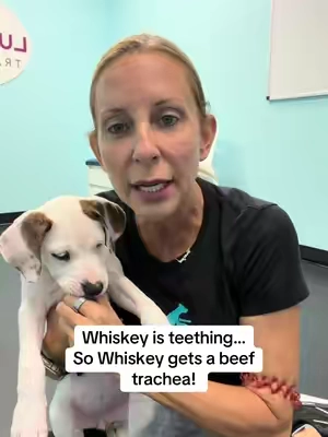 Whiskey is teething… So Whiskey gets a beef  trachea! @Wild Wolf Bully Sticks #teething #puppies #wildwolf