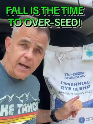 🔥 SELLING FAST!! The Andersons Perennial Rye Blend Premium Grass Seed  Description *   Deep green color *   Disease resistant *   Better cold tolerance *   Excellent density *   Ideal for overseeding applications *   Can be used in both cool-season and warm-season turf locations *   Contains 0.00% weed seed  A low-input, A-LIST Seed #lawncare #lawn #lawntok  @Andersons Lawn  #creatorsearchinsights #lawnfixing 