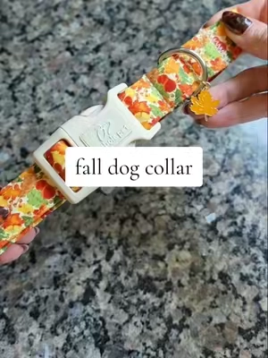 our foster dog got a fall fashion upgrade today 🍂  #dogcollar #dogcollars #dogaccessories #dogowner #dogessentials 