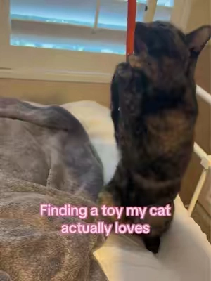 I hate wasting money on #cattoys that they won’t touch. This one is perfect! #catsoftiktok #tiktokshopfindsforcats #catmom #bestcattoy 
