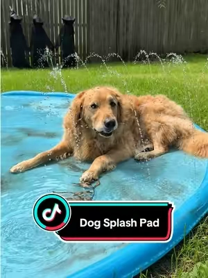he is LOVING this doggy splash pad!  #dogsplashpad #dogaccessories #dogpool #splashpad #summervibes 