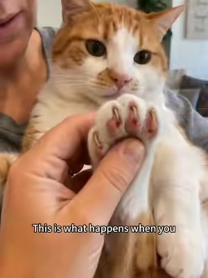 #catnailtrim #catnails #catsoftiktok #DealsForYouDays #catlover 
