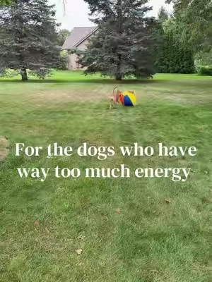 Herd it, carry it around, roll it, chase it! Hours of entertainment and mental stimulation #dogs #dogtoys #dogtoy 