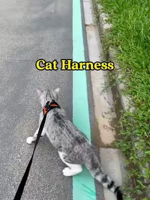 He went from couch naps to outdoor adventures real quick 😭🐾 #catsoftiktok #catlife #Cat harness #felinefun #fyp #tiktokshopsummersale