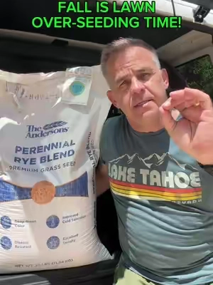 🔥 SELLING FAST! The Andersons Perennial Rye Blend Premium Grass Seed  Description *   Deep green color *   Disease resistant *   Better cold tolerance *   Excellent density *   Ideal for overseeding applications *   Can be used in both cool-season and warm-season turf locations *   Contains 0.00% weed seed  A low-input, A-LIST Seed #lawncare #lawn #lawntok @Andersons Lawn  #creatorsearchinsights #lawnfixing 
