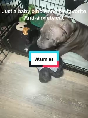 Curl up for a cat nap with Black Cat Warmies. This soft, belly-down cat warms in the microwave for soothing relief, carries the calming scent of lavender and is gently weighted to ease stress. Perfect for napping in the sun, easing into bedtime, or simply unwinding, it brings comfort to every snuggle. #puppies #pibble #warmies #heatedplushie #antianxiety 