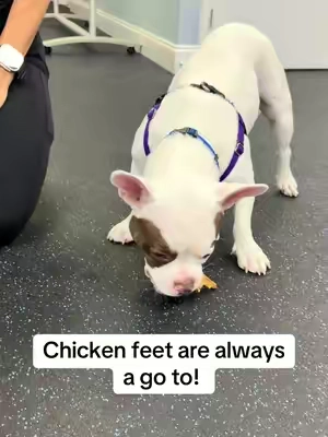 Chicken feet are always a go to!  🐓 @Wild Wolf Bully Sticks #wildwolf #dogsoftiktok #chickenfeet
