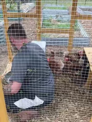 Owning chickens is work but so rewarding. Stop the spread of pests, mites, etc in your coop. #chickensoftiktok #chickencoop #happychickens 