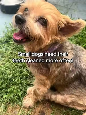 Taking care of my dogs teeth has gotten increasingly more important as she’s gotten older, even if she’s STUBBORN! #dogdentalcare #dogdentalpowder #dogdentalhealth 