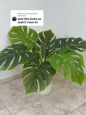 Replying to @AmberRosee QVC just put this 20-inch faux monstera plant on sale 🌿🪴 Grab it from @QVC, Inc while it's still available! #monsteraplant #artificialplant #plants #fauxplants #TikTokShopCreatorPicks 