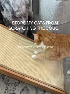 by far the best cat scratcher we’ve ever had! They love the shape and to stretch on it. Make sure you place this where they’ve been scratching at. #catscratcher#cats#catmom#catsoftiktok#catlover 