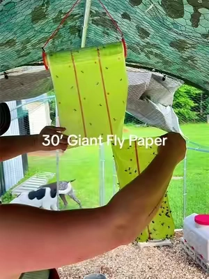If you see the orange cart, snag this 30 ft long giant fly paper. It’s made a huge difference in my chicken coop.  #chickencare #giantflypaper #backyardchickens #TikTokshopbacktoschool #Tiktokshopcreatorpicks 