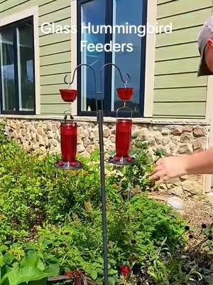 Want to turn your backyard into a hummingbird haven? 🌺🐦 The Kingsyard Glass Hummingbird Feeder makes it easy to welcome these tiny visitors right to your garden. With a 16 oz glass nectar container, 6 flower-shaped feeding ports, wide-mouth opening for easy cleaning and refilling, leak-resistant design, and included ant moat, it has all the features I look for in a hummingbird feeder. Plus, the beautiful red design adds the perfect pop of color among your flowers. ❤️ Hang it near your garden, patio, or favorite bird-watching spot, fill it with fresh hummingbird nectar, and enjoy watching the visitors arrive. There’s just something magical about seeing hummingbirds in your own backyard. 🌿✨ #Kingsyard #HummingbirdFeeder #Hummingbirds #TikTokshopbacktoschool #Tiktokshopcreatorpicks 