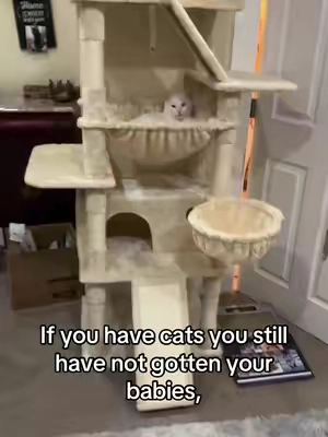 @MUTICOR #catsoftiktok #fyp #catlover #cats #cattok 