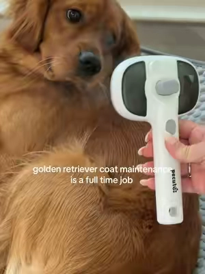 golden retriever coat maintenance is a full time job 😅🐾  @Pecute Official  #pecutepetsteambrush #goldenretriever #groomingtools #dogbrush 