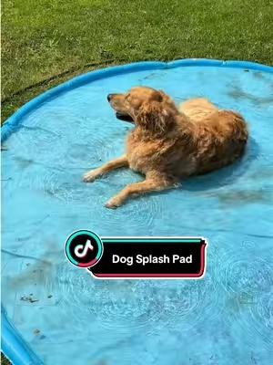 he loves this thing  #dogsplashpad #splashpad #summermusthaves #dogaccessories #petlovers 