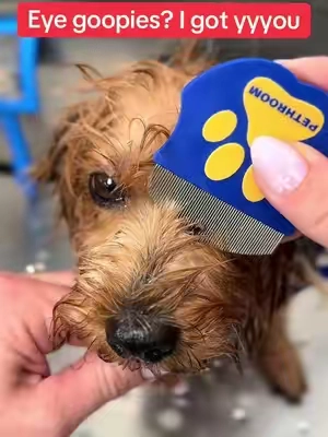 🐶Most pet owners neglect this and serious🦠 bacteria 🦠 infections can occur. 🐶🦠Prevent bacteria infection infections in dogs eyes.🦠🐶 Bacteria infections are from, excessive tearing, dirty or irritated eyes. To prevent infection, clean regularly and pay attention to your dogs eye health. @PETHROOM Global comb is pertect for keeping the area around the eyes clean #dogcomb #eyeboogers #doggrooming  