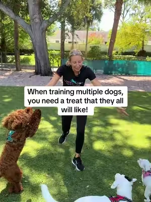When training multiple dogs, you need a treat that they all  will like! @Zesty Paws #zestypaws #DogTraining #dogsoftiktok 