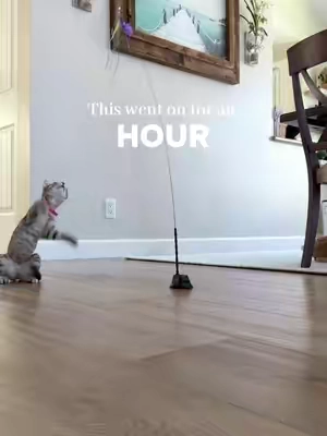 The best cat toy! #cattoy #TikTokshopbacktoschool 