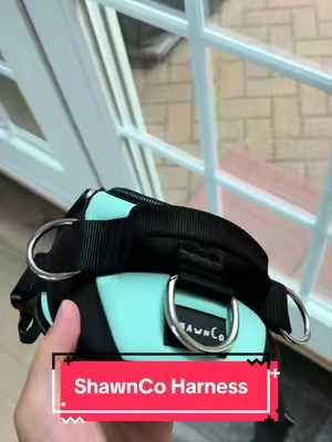 My dog LOVES this harness, and I do too! 🦮 #dogparents #dogessentials #tiktokshopcreatorpicks #nopullharness #dogharness 