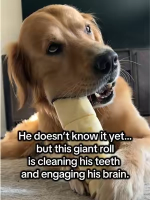 Bobby is very serious about his treats. 😂 These Cheek Rolls keep him happily occupied while giving his teeth a satisfying, natural chew. Big chew. Happy dog. 🐾🤎 #DogChews #NaturalDogTreats #DogEnrichment #HappyDogs @Wild Wolf Bully Sticks 