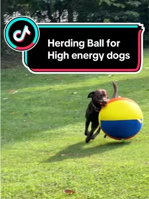 Best investment ever! #labradorretriever #highenergydog #chocolatelab #dogtoy #tiktokshopcreatorpicks 