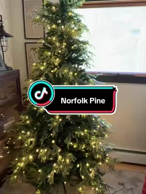 Replying to @MkG these Norfolk pine trees sold so fast last year! 