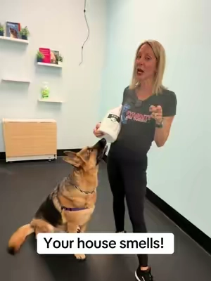 Does your house smell?! #koe #dogs #dogsoftiktok 