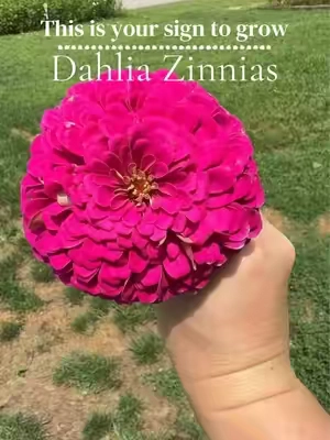 My favorite Zinnia variety this year is the Dahlia Zinnia. The flowers are massive, the colors are beautiful, and they’re perfect for a bouquet. 524 seeds can cover a large area. Stock up for next year. They sell@Out every spring.  #DahliaZinnia #FlowerSeeds #PollinatorGarden #TikTokshopbacktoschool #Tiktokshopcreatorpicks 
