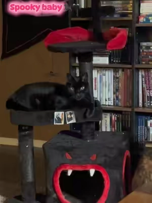 He’s so cute 😭 #cat #cats #blackcat #gothic #cattree 