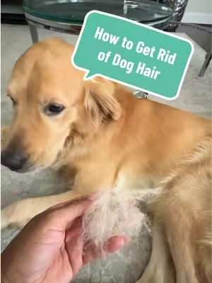 How to get rid of dog hair? This dog hair remover tool is able to get deep within the fibers of the carpet. Perfect for rugs, carpets and even clothes.   @Pceotllar 