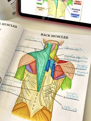 The best way to study anatomy 🧬🫀 #anatomy #humananatomy #anatomyandphysiology #coloring #coloringbooks