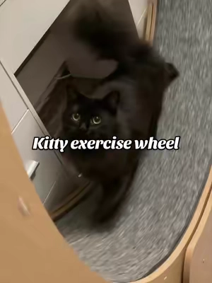 #catowners #catownersoftiktok #catsoftiktok #catwheel #kittycat 