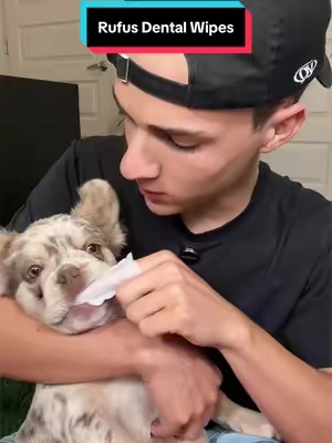 Dogs need teeth care too 🥺 #dogdental 