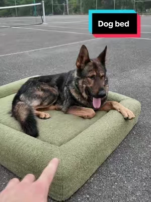 If I get a comfy bed then he gets one too 😤 ##bed##dog##pet##dogbed