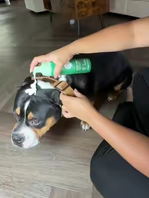 #TikTokShopCreatorPicks #TikTokshopbacktoschool #doglover #dogtricks #dogbath 