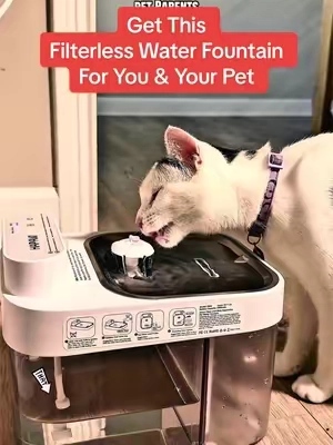 Filterless Water Fountain Pet Parents Trust and Love so do Cats and Dogs! #cat #waterfountain #catlover #petlover #PetsOfTikTok 
