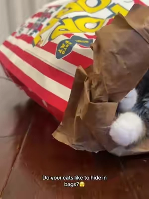 Nova approves of this message #catsoftiktok #tiktokmademebuyit #foryoupage #fyp #trending 