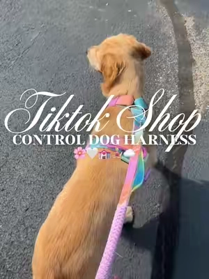 Control dog harness 🌸🤍💒🧘🏼‍♀️☁️#fyp #dogharness #nopulldogharness #nopullharness #dogwalk 