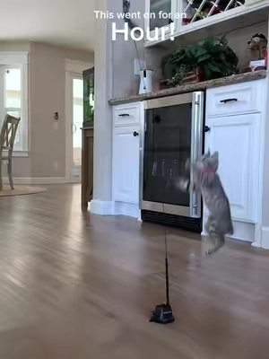 Best cat toy ever! #cattoy 