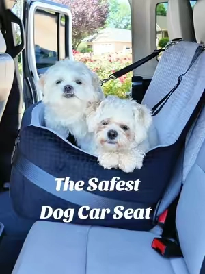 This pet car seat from @PETSFIT_Official has sturdy slots that you buckle into the car just like a person with Buckle in for the safest ride for your dog or pet! It is thick memory foam and sturdy buckles to fasten them in! #tiktokshopcreatorpicks #dogcarseat #safetyseat @PETSFIT @Petsfit_official 