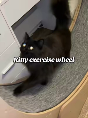 #catowners #catownersoftiktok #catsoftiktok #catwheel #kittycat 