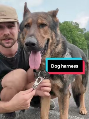 Never seen somthing work like this before 😅 🐕 #wearedogfriendlyco #harness #dog #DogTraining 