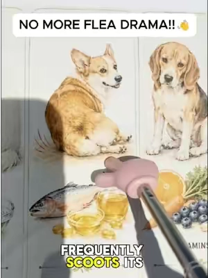 These chews make it easy and safe to repel fleas and ticks on dogs! #fleaprevention #tiktokshopsummersale  #TikTokshopbacktoschool  Dog Flea & Tick Chews: Natural Prevention Say goodbye to fleas and ticks with these convenient and safe chewable supplements for dogs. Inspired by a viral TikTok tip, these chews harness the power of brewer's yeast, a natural ingredient praised for its effectiveness in repelling fleas. Unlike harsh chemical treatments, these chews offer a gentler approach to flea and tick control. Formulated with a blend of beneficial ingredients, these chews aim to not only repel pests but also support your dog's overall skin health. Key components include: Brewer's Yeast: A natural deterrent for fleas. Coconut Oil: Known for its potential skin-soothing properties. Neem Leaf Extract: Utilized for its natural insect-repelling qualities. Apple Cider Vinegar: Contributes to skin health. Chamomile & Aloe Vera: Added to help soothe irritated skin. Vitamins: Support skin health from within. These treats are designed to be palatable, with dogs reportedly loving them as a daily treat. They are made in a GMP facility using natural ingredients, free from artificial preservatives, and are cruelty-free. The large tub contains 200 chews, offering excellent value, especially for smaller dogs, with a single tub potentially lasting over nine months. Don't wait for a flea infestation to become a major issue. Proactive prevention is key. Consider these natural chews to keep your dog comfortable and pest-free.#TikTokShopSummerSale #dogmom Keywords: flea prevention for dogs, tick prevention for dogs, natural flea control, brewer's yeast dog chews, dog health supplements, itchy dog relief, neem leaf extract, coconut oil for dogs, apple cider vinegar for dogs, cruelty-free dog treats